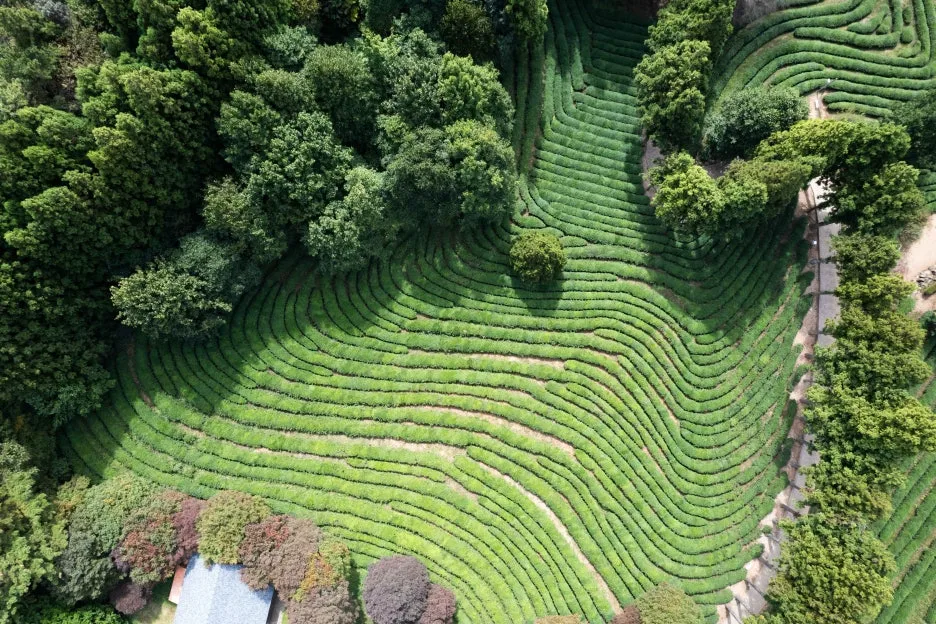 1-2_Type1_%EB%8C%80%ED%95%9C%EB%8B%A4%EC%9B%90(%EB%B3%B4%EC%84%B1%EB%8B%A4%EC%9B%90)_%EB%9D%BC%EC%9D%B4%EB%B8%8C%EC%8A%A4%ED%8A%9C%EB%94%94%EC%98%A4_R2Fotm.jpg?type=w1