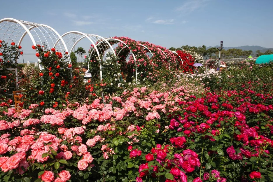 4-4_Type1_%EA%B3%A1%EC%84%B1_%EC%84%B8%EA%B3%84%EC%9E%A5%EB%AF%B8%EC%B6%95%EC%A0%9C_%ED%95%9C%EA%B5%AD%EA%B4%80%EA%B4%91%EA%B3%B5%EC%82%AC_%EA%B9%80%EC%A7%80%ED%98%B8_c6ONHa.jpg?type=w1