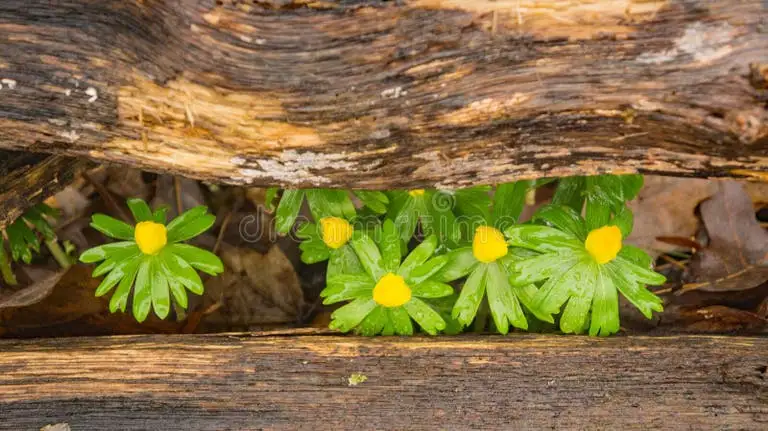 group-early-spring-wildflowers-group-early-spring-wildflowers-framed-two-dead-log-located-blue-ridge-mountains-140714798.jpg?w=768