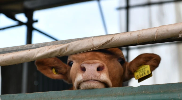 img.jpg?credential=yqXZFxpELC7KVnFOS48ylbz2pIh7yKj8&expires=1774969199&allow_ip=&allow_referer=&signature=jOZaJ%2Bngiq5pzRFy6Uz32azViTQ%3D