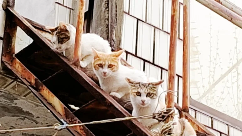 900%EF%BC%BF1775825196072.jpg?type=w773