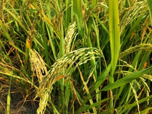 6_c6eUd018svc1xmg5mxcclqkb_bb9w4o.png?type=w520