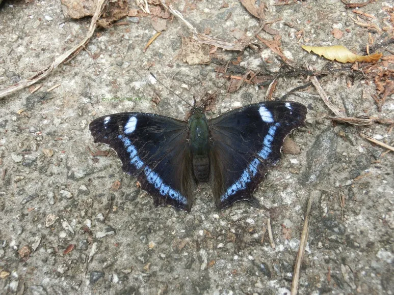 SE-ed99caf8-ff52-40a0-afe1-91b48b1df290.jpg?type=w773