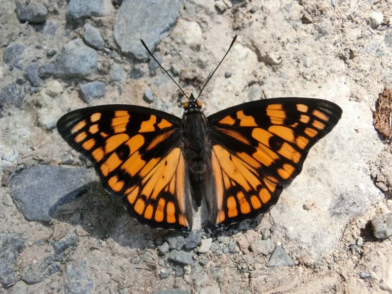 CIMG2665.JPG?type=w773