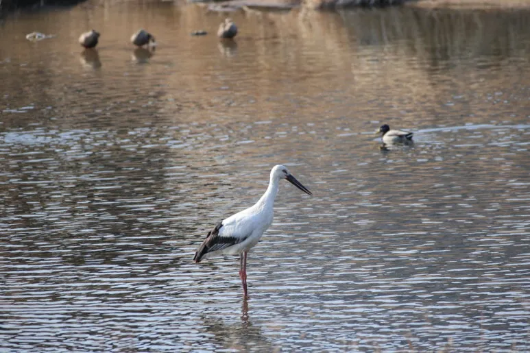 5U2A2152.JPG?type=w773