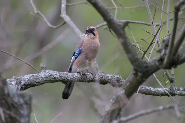 SE-dea11a38-d172-4978-8ecd-727c3a157340.jpg?type=w773