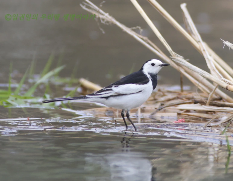 SE-fb6dba4b-e805-4ad7-ab28-149bc047488c.png?type=w773