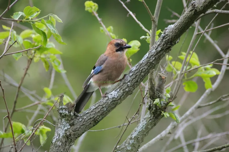 SE-cdf858f2-665a-4050-b553-3ff6a0627e98.jpg?type=w773