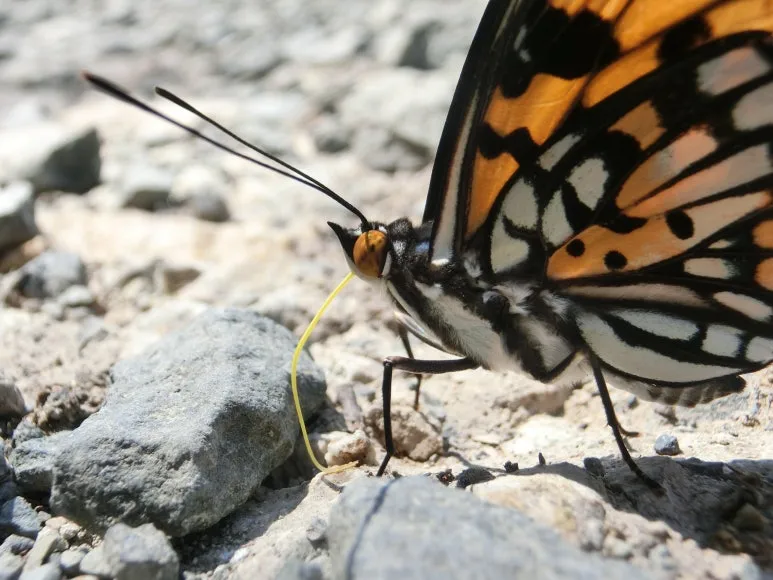 CIMG2674.JPG?type=w773