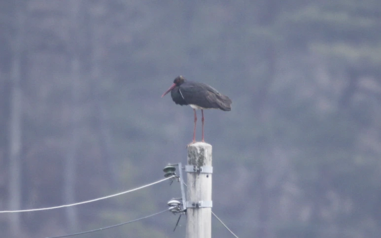 %EB%A8%B9%ED%99%A9%EC%83%88.png?type=w773