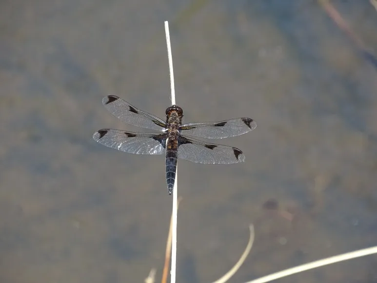 DSC00786.JPG?type=w773