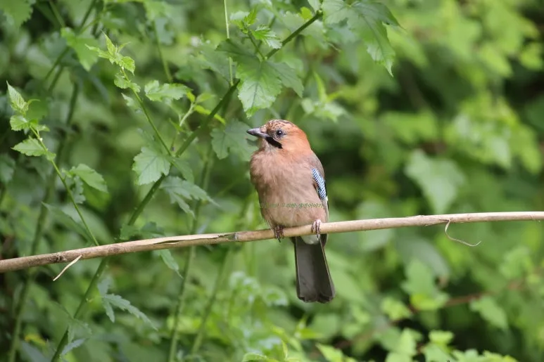 SE-7fe5b9fd-21ea-4e32-9a35-2121892f3335.jpg?type=w773