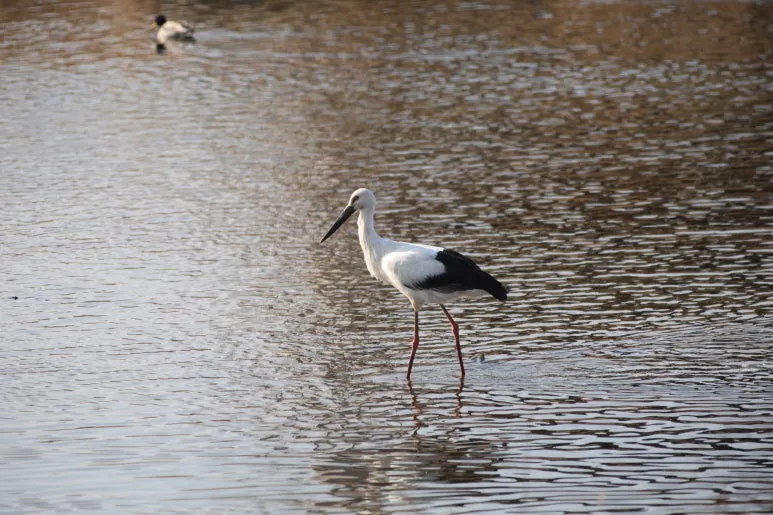 5U2A2160.JPG?type=w773