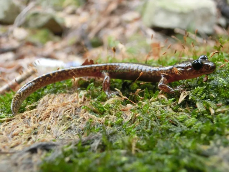 SE-5f53c320-5d8d-4dba-8f9c-522c453f9960.jpg?type=w773