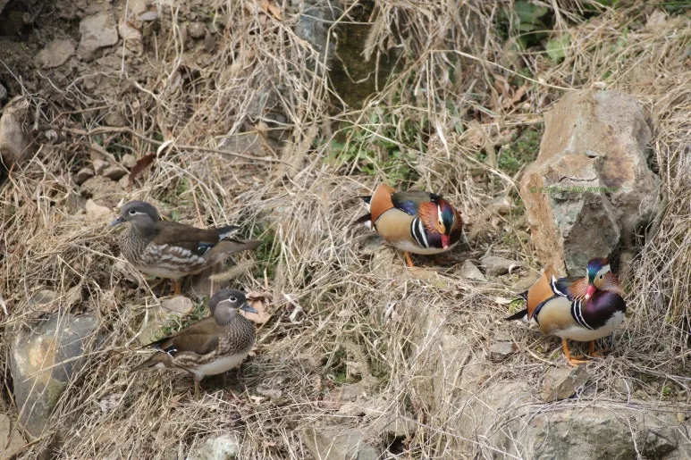 SE-9cf0c171-6767-4e0f-ad18-19a6ed9bdbe7.jpg?type=w773