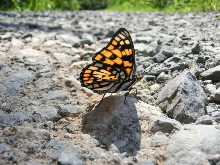 CIMG2622.JPG?type=w773