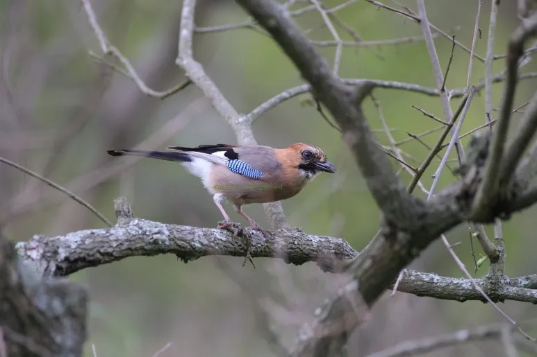 SE-b67e0899-090a-4a64-b921-3cb14cdfcea5.jpg?type=w773