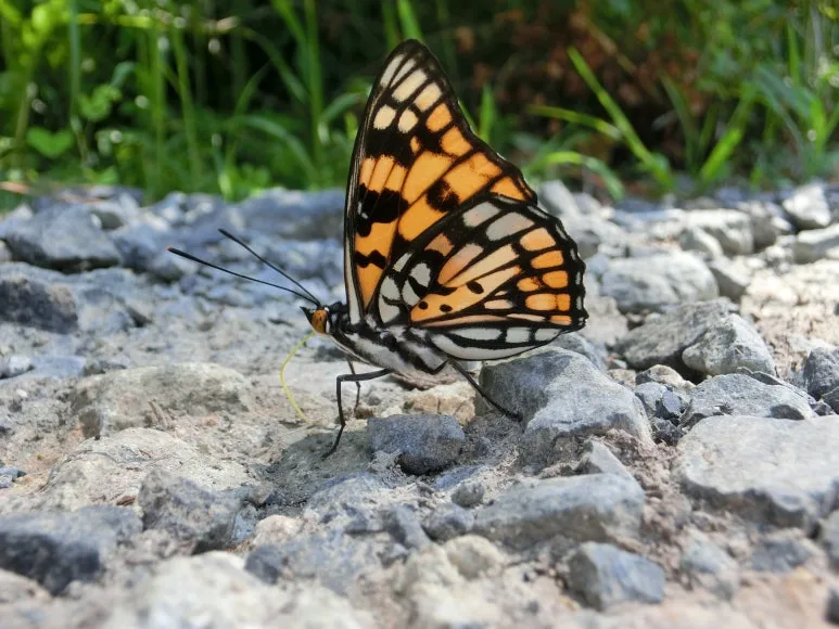 CIMG2709.JPG?type=w773