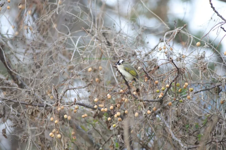 SE-8eb3253d-7988-40ec-941f-5f122d153f57.jpg?type=w773