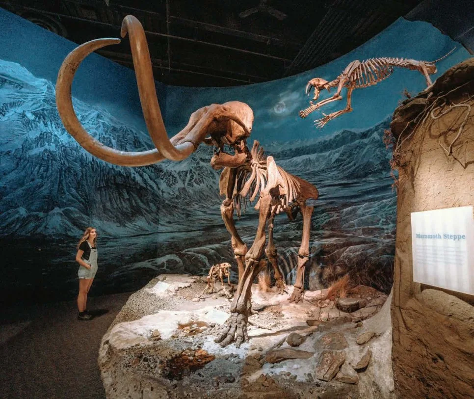 %EB%A1%9C%EC%97%B4_%ED%8B%B0%EB%A0%90_%EB%B0%95%EB%AC%BC%EA%B4%80.jpeg?type=w966