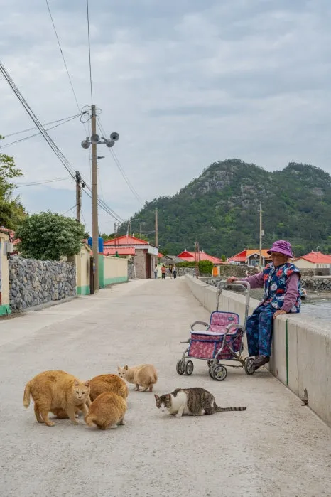 %EA%B3%A0%EC%96%91%EC%9D%B4_%EC%84%AC_%EC%8B%9C%EC%A0%88_(3).jpg?type=w466