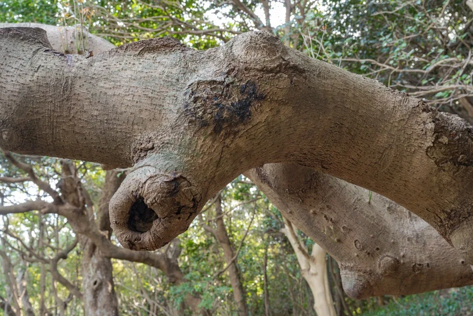 %EB%A7%90%EB%A8%B8%EB%A6%AC%EB%82%98%EB%AC%B4_(2).jpg?type=w966