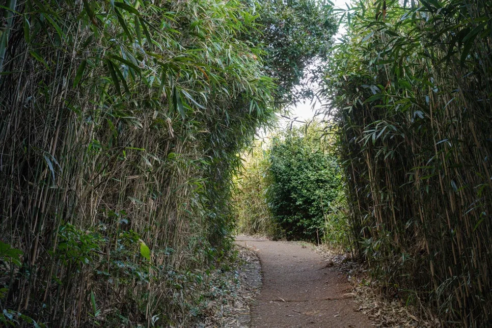 %EC%91%A5%EC%84%AC_(5).jpg?type=w966