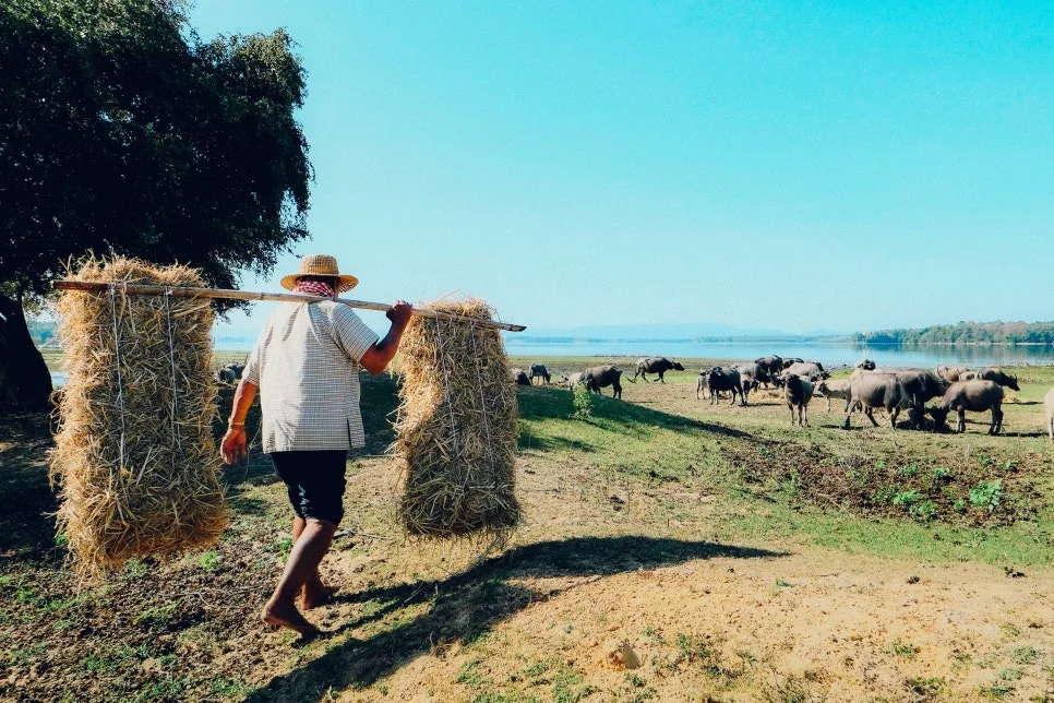 %EB%8F%84%EB%B9%84%EB%9D%BC_-1.jpg?type=w966