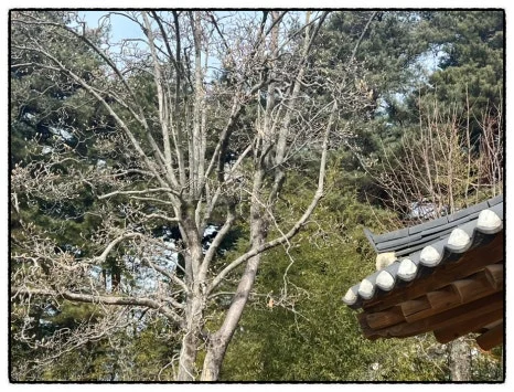 SE-8566D622-C4E9-4595-AC22-BE73DDA1CCDB.jpg?type=w466