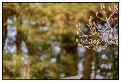 SE-611F1396-82EF-4BC8-BA88-02A9D3FBB8A3.jpg?type=w466