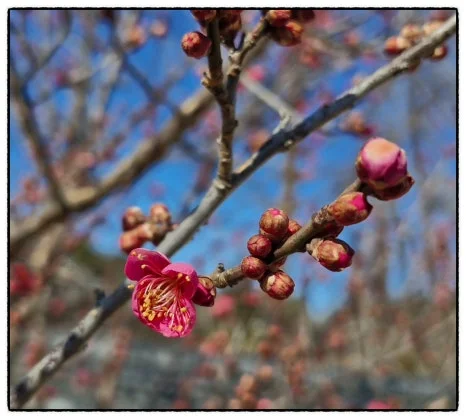 SE-BC1A0E73-7272-40F3-BFB4-C0D4E3516C76.jpg?type=w466