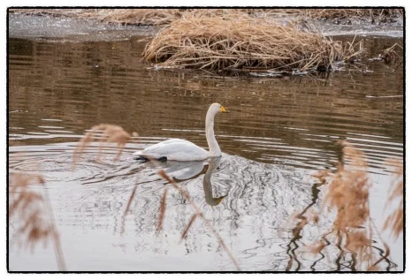 SE-791CF75E-C551-408E-9E79-8344EF83989F.jpg?type=w466