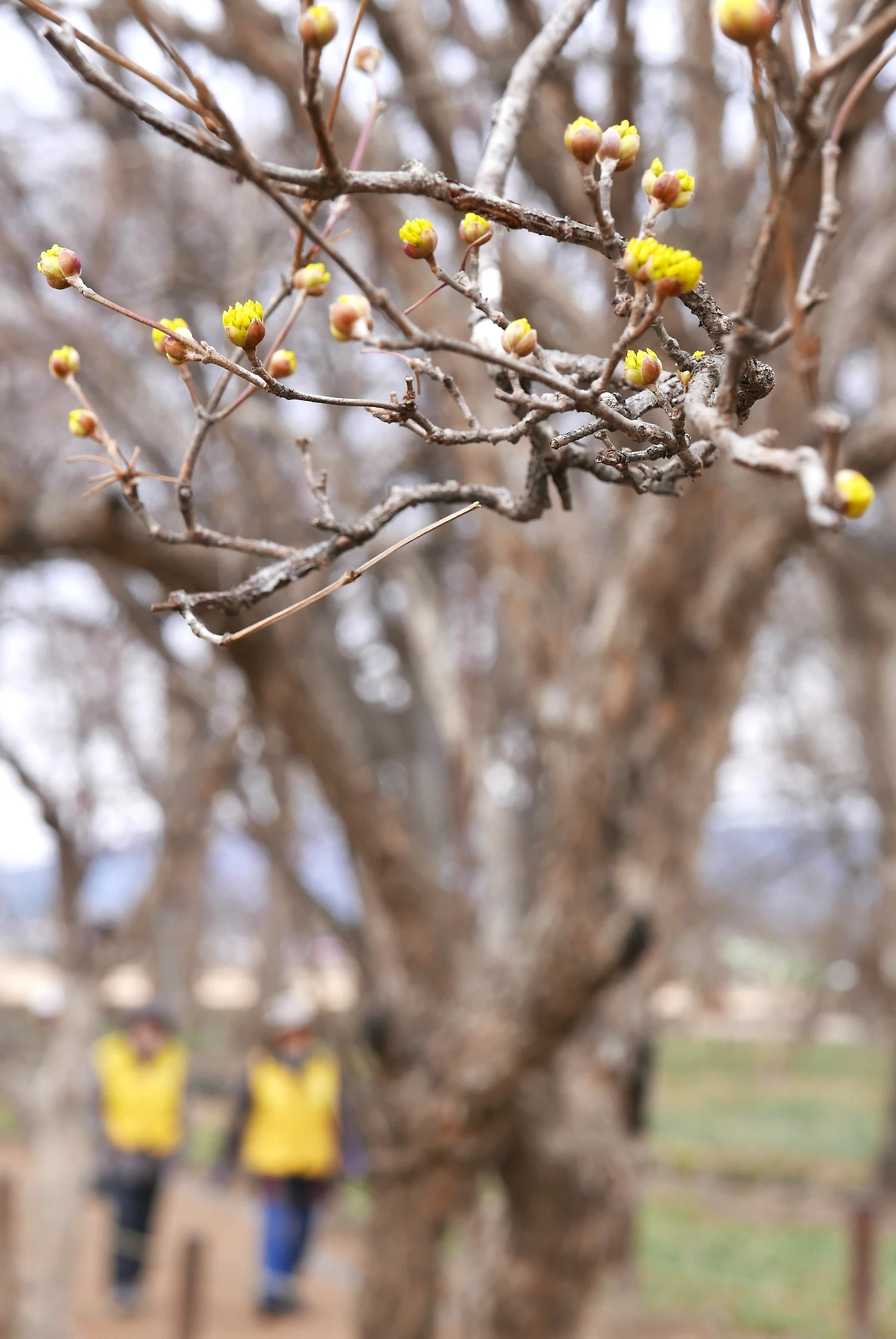 월성지구 유적지 나무.JPG