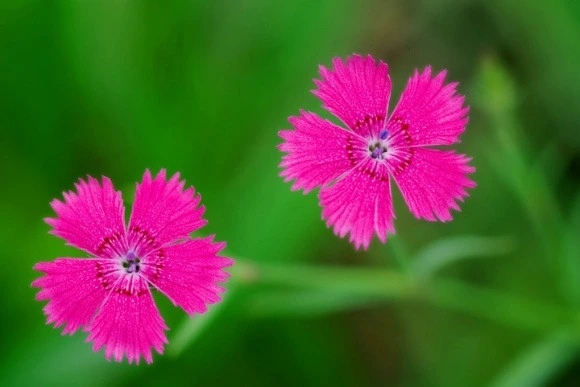 31e9cdfe4f9feca6ed50b77c2c1d502a0af687f3