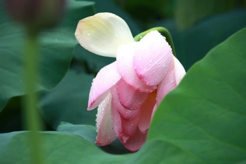 9c5f4a6b77b7bef1873501736baad2eda52a9ac5