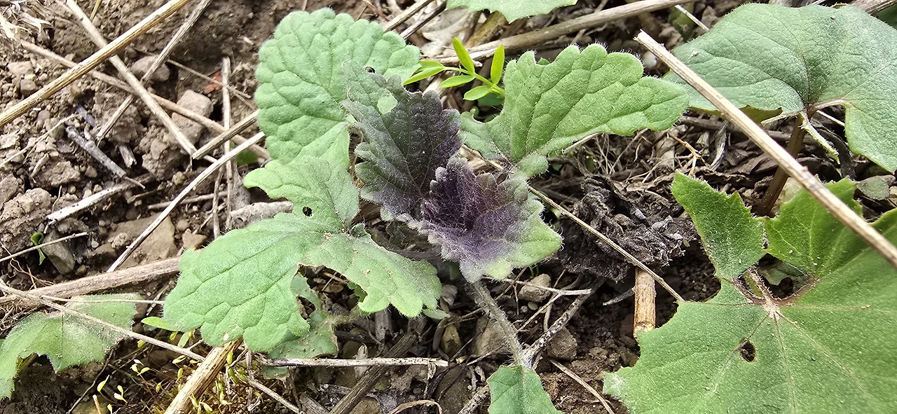 img.jpg?credential=yqXZFxpELC7KVnFOS48ylbz2pIh7yKj8&expires=1777561199&allow_ip=&allow_referer=&signature=W3TwGrdOJYJzpWuXwf94onAMHcA%3D