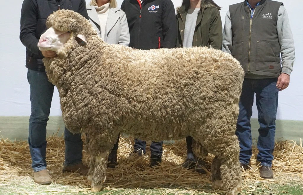 With-the-115000-ram-from-left-were-Collinsvilles-Tim-Dalla-his-wife-Jade-Kolindales-Luke-Ledwith-his-wife-Daniella-and-Tony-Brooks-from-Brooks-Merino-Services.-Image-Studstocksales.com_-1024x919-1.jpeg
