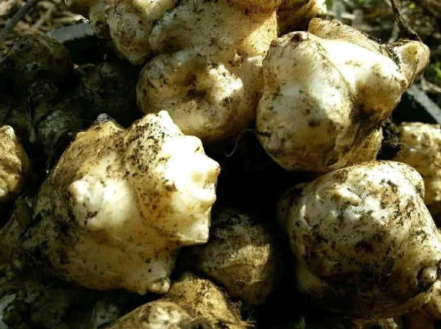 다운로드 (37).jfif