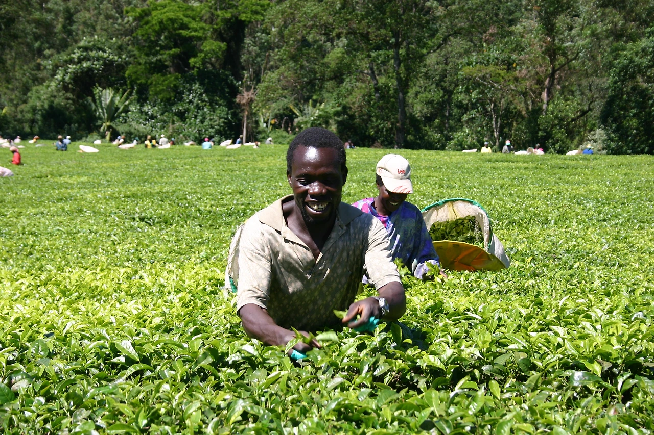 Kericho08.JPG