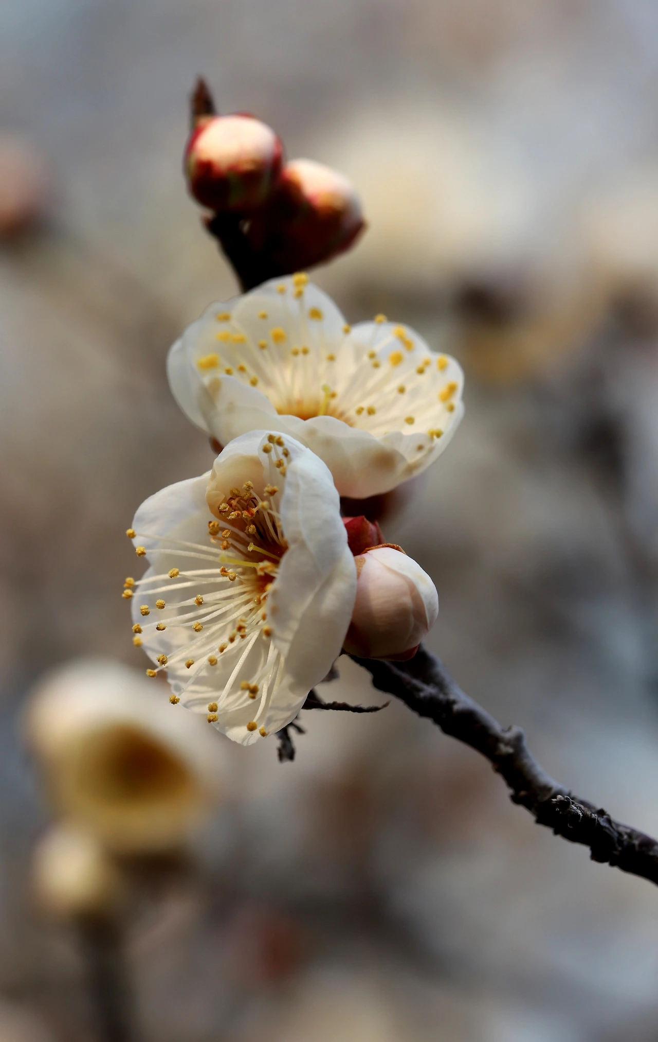 2.15 봄설날1.jpeg