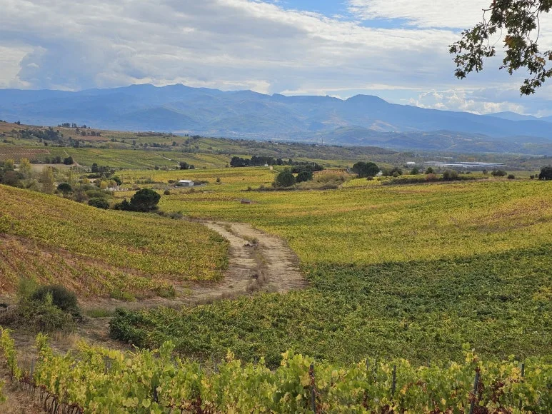 20251013_140928.jpg?type=w773