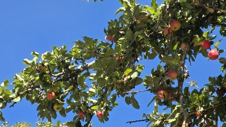 1760717716036.jpg?type=w773