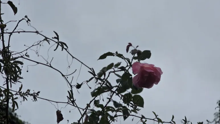 1761637640770.jpg?type=w773