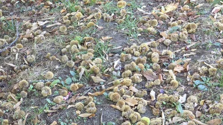 1760717538575.jpg?type=w773