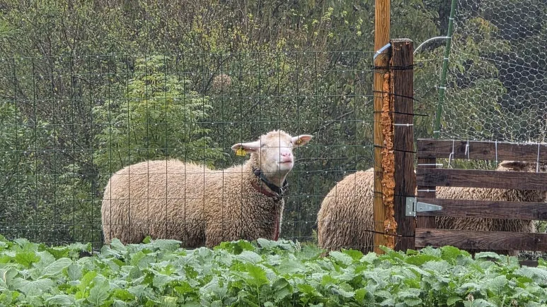 1761637622531.jpg?type=w773