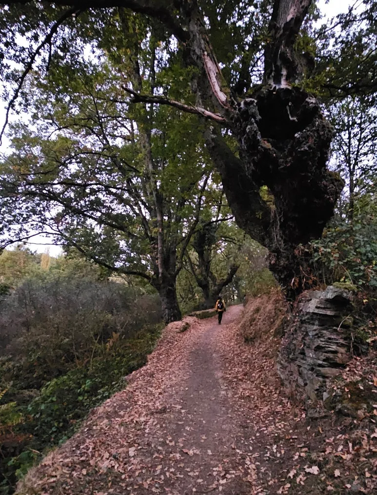 SE-754787ab-be15-42c8-bb60-2578efd191ec.jpg?type=w773