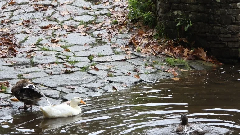 1760974971473.jpg?type=w773