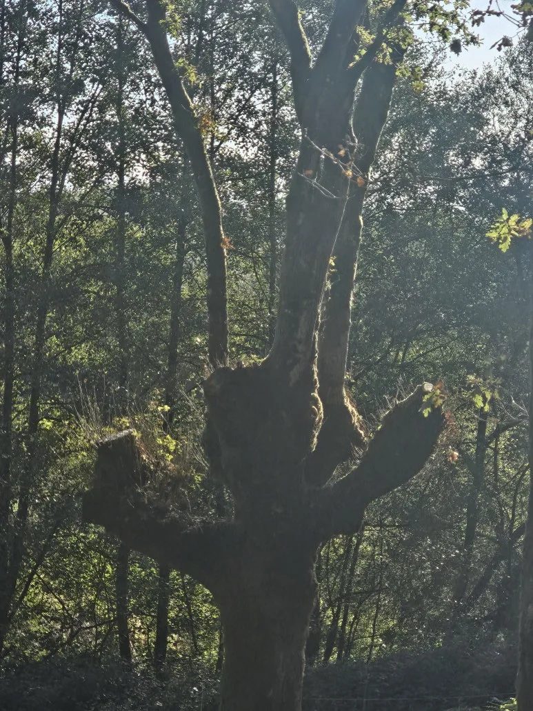 20251017_102523.jpg?type=w773