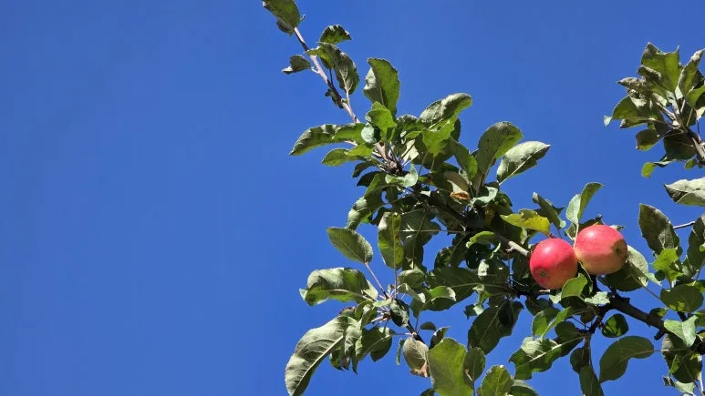 1760717723654.jpg?type=w773