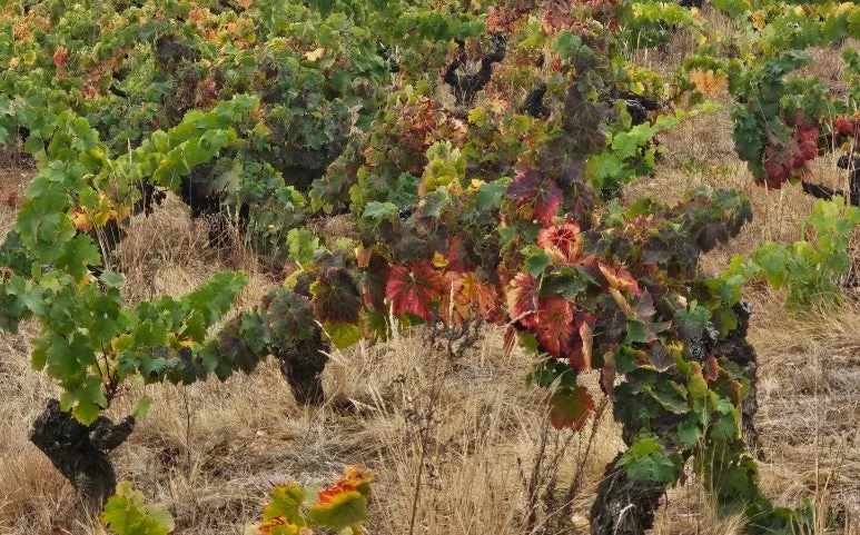 SE-7cdc5ee9-9d0d-4cb0-a38f-408c1af41568.jpg?type=w773